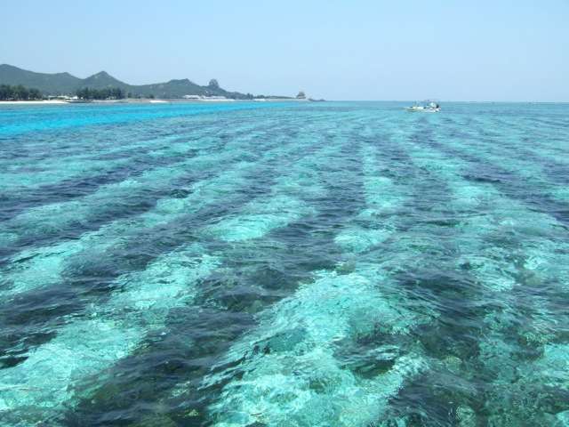 Okinawa mozuku: The treasure under the sea