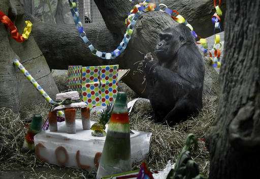 Oldest zoo gorilla set to have biopsy before 60th birthday