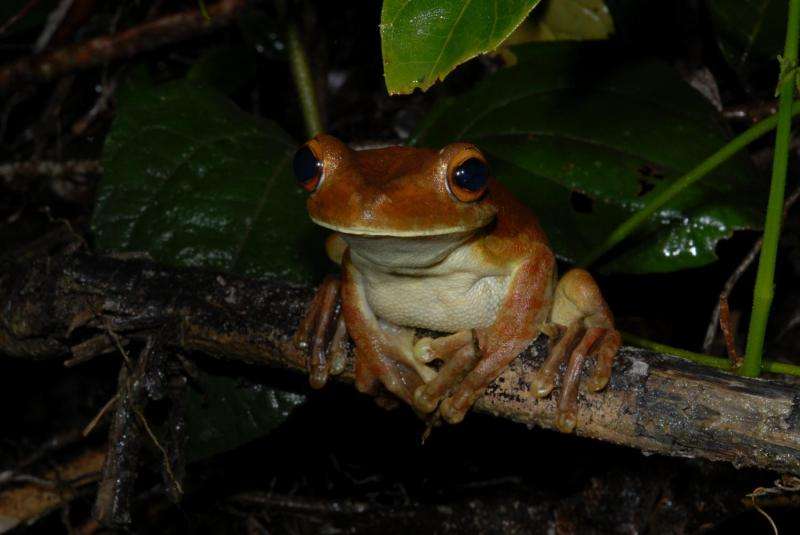 Old forest roads offer survival perspectives for amphibians