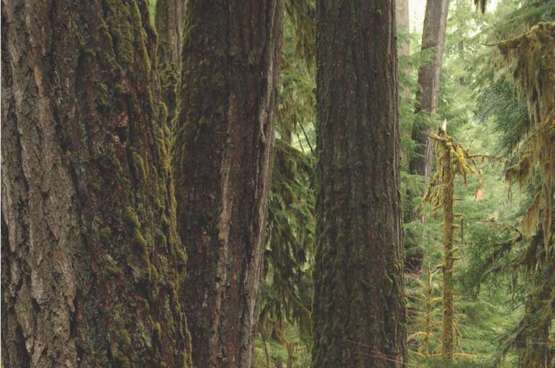 Old-growth forests may provide buffer against rising temperatures