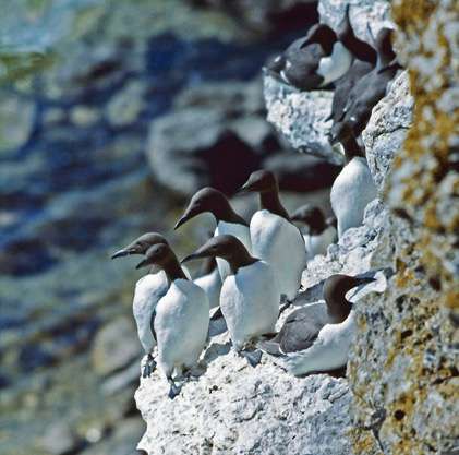 Old tourist photos show seabird's rise over the last century