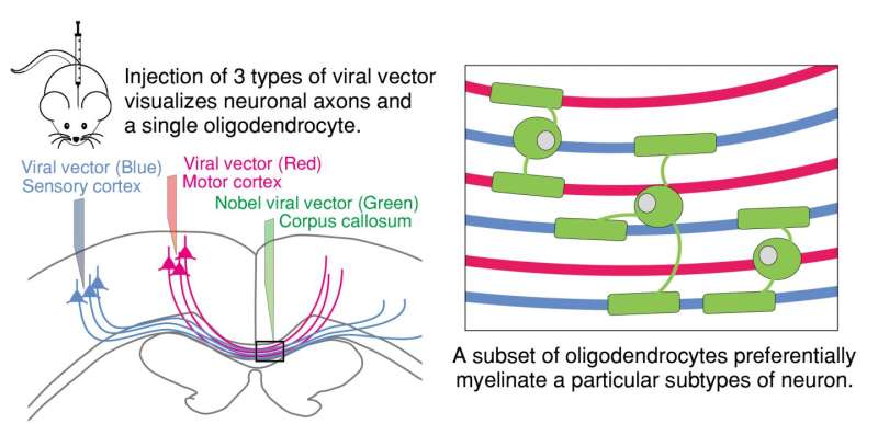 Oligodendrocyte selectively myelinates a particular set of axons in the white matter
