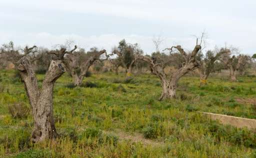 Olive trees infected by the bacteria &quot;Xylella Fastidiosa&quot; in Gallipoli near Lecce in the Puglia region