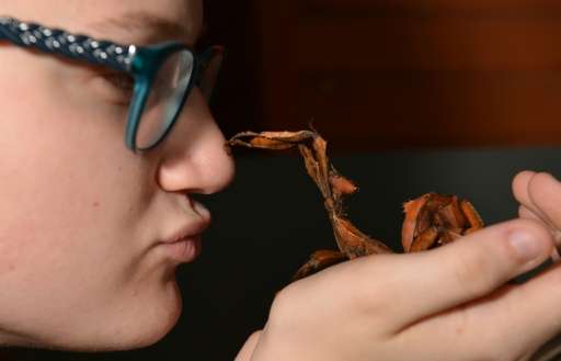 Olivia Fitzer holds a stick insect at a pet store in Sydney
