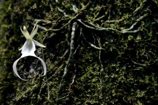 Once abundant in the Florida Everglades, experts say fewer than 2,000 ghost orchids (Dendrophylax lindenii) are left in the stat
