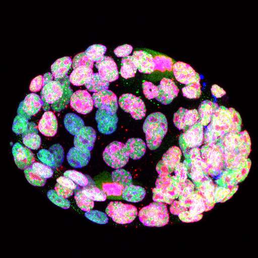 Oncogene controls stem cells in early embryonic development