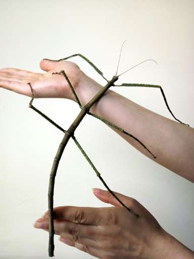 One of the offspring of a record-breaking stick insect at the Insect Museum of West China in Chengdu, southwest China's Sichuan 