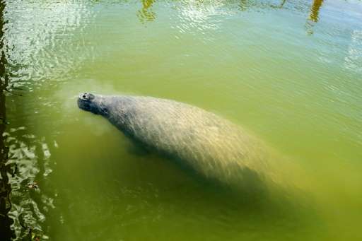 One of the two manatees transferred from Singapore  pictured in a natural pool at the Blachon manatee accommodation centre in Gr