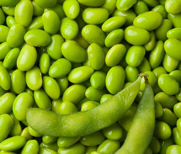 One step closer to commercial edamame production in the US