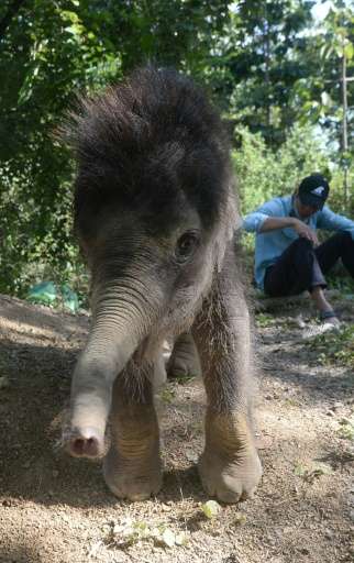 One-year-old male elephant &quot;Gold&quot; plays inside the Dak Lak Elephant Conservation Centre where he is being cared for in