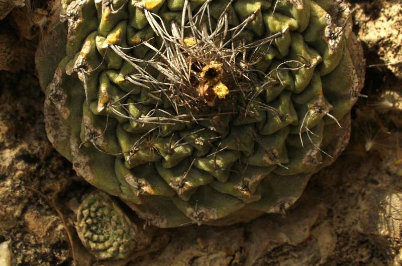 Online sales of threatened cacti point to the Internet as an open door for illegal trade