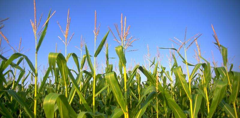Opinion: GM crops already feed much of the world today – why not tomorrow’s generations too?