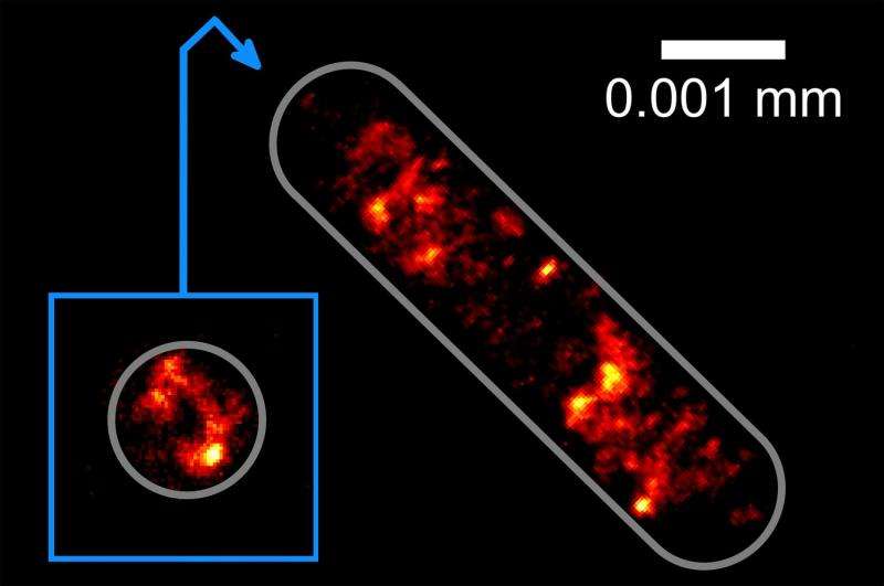 Optical tractor beam traps bacteria