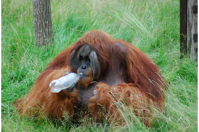 Orangutan able to guess a taste without sampling it, just like us