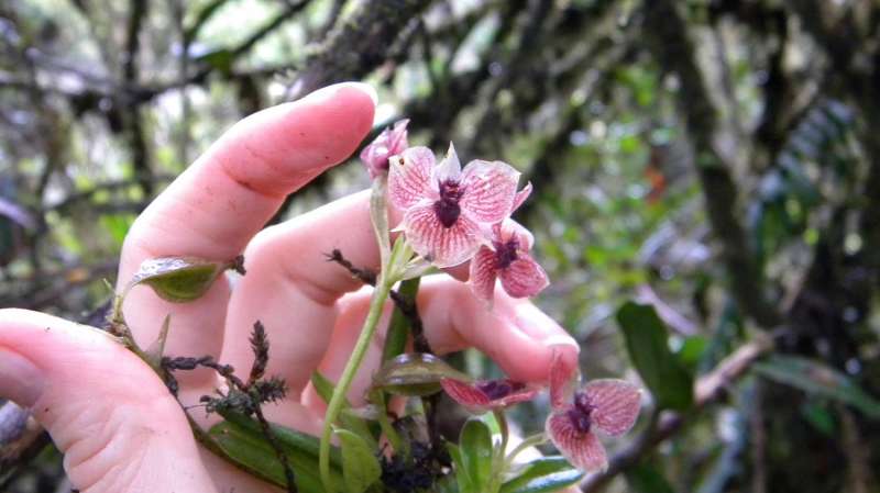 Orchid or demon: Flower of a new species of orchid looks like a devil's head