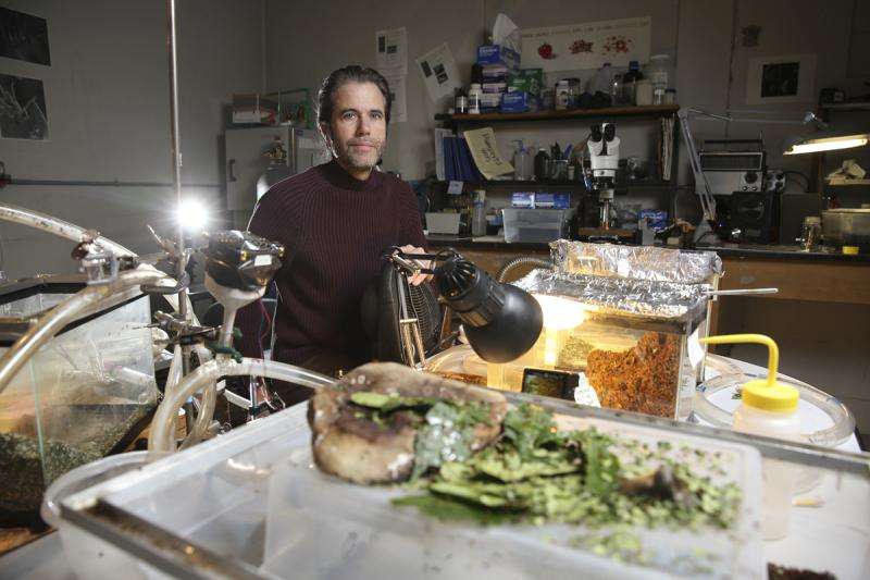 Oregon researchers document the work of leafcutter ants