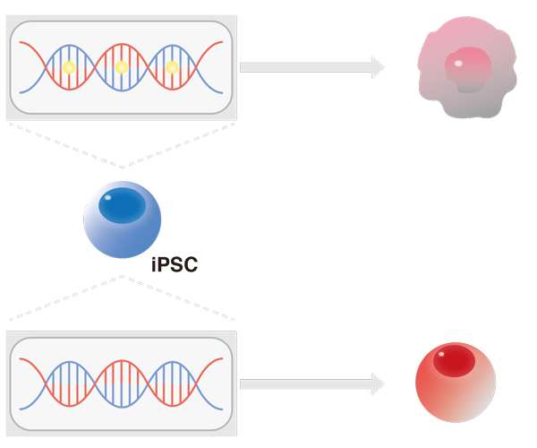 Original cell type does not affect iPS cell differentiation to blood