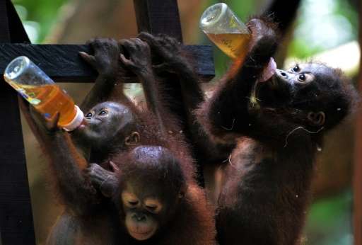 Orphaned orangutan youngsters drink from bottles during 'school lunch' at the International Animal Rescue centre, outside the ci