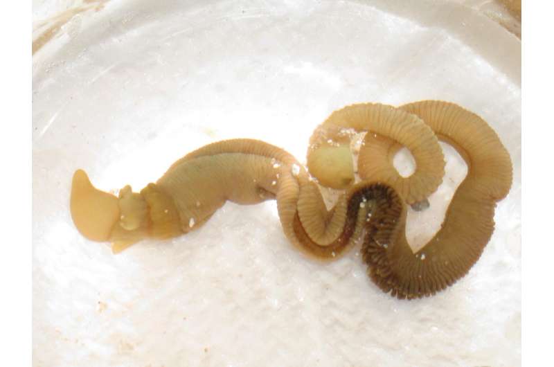 Our closest worm kin regrow body parts, raising hopes of regeneration in humans