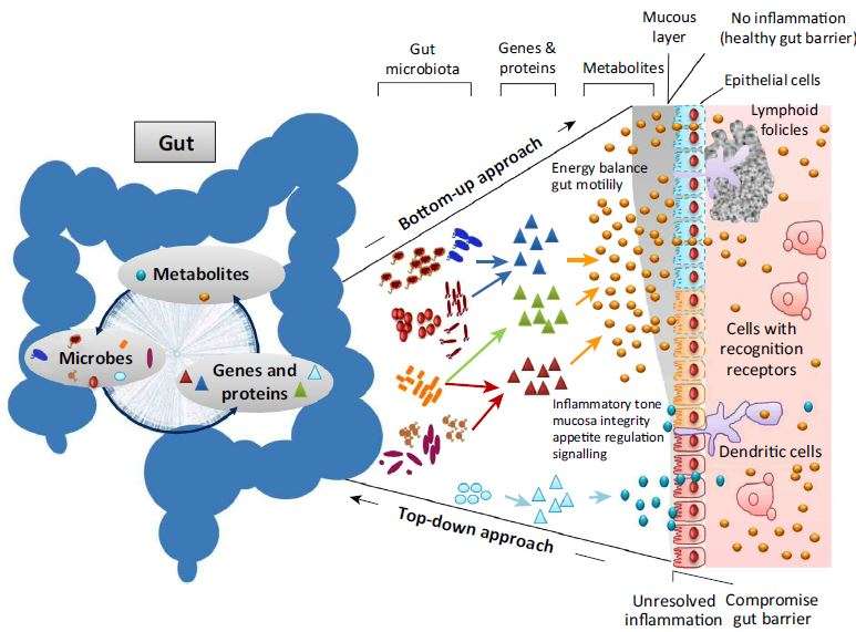 Our gut microbiome is always changing; it's also remarkably stable