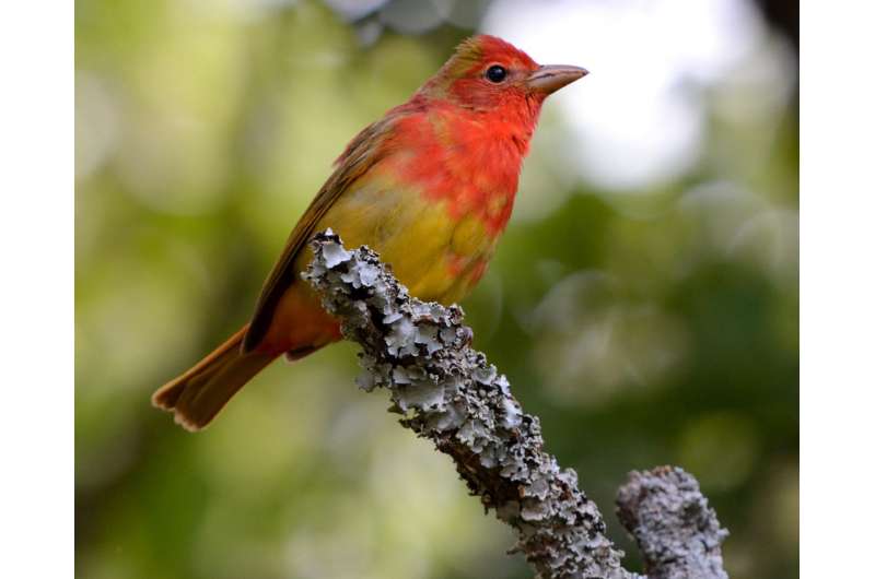 OU study demonstrates seasonality of bird migration in response to environmental cues