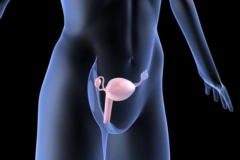 Ovarian transplantation might be possible in future