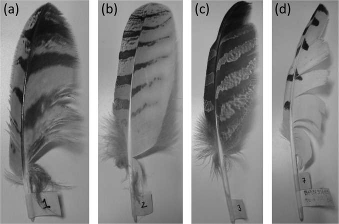 Owl-inspired wing design reduces wind turbine noise by 10 decibels