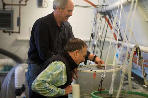 Oyster hatchery sows pearls of wisdom on climate change