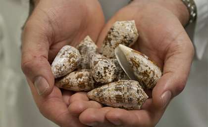 Pain drug in pipeline as researchers unwind marine snail puzzle