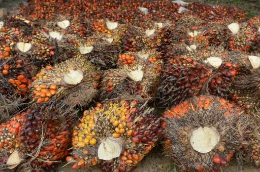 Palm oil seeds are collected at a plantation area in Pelalawan, Riau province in Indonesia's Sumatra island on September 16, 201