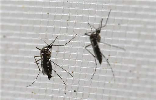 Panama reports 4 cases of Zika-related microcephaly