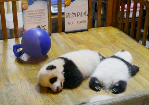 Panda cubs sleep at the Chengdu Research Base in China's Sichuan province