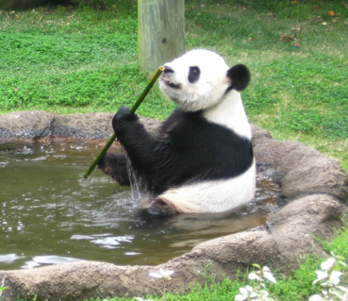 Panda poop study provides insights into microbiome, reproductive troubles
