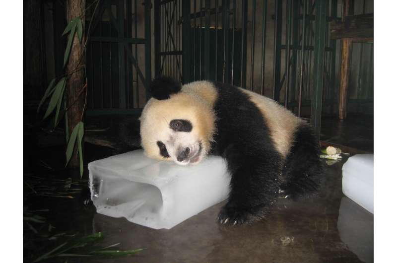 Pandas don't like it hot: Temperature, not food is biggest concern for conservation