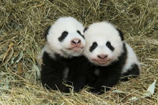 Panda twins Fu Feng (L) and Fu Ban (R)