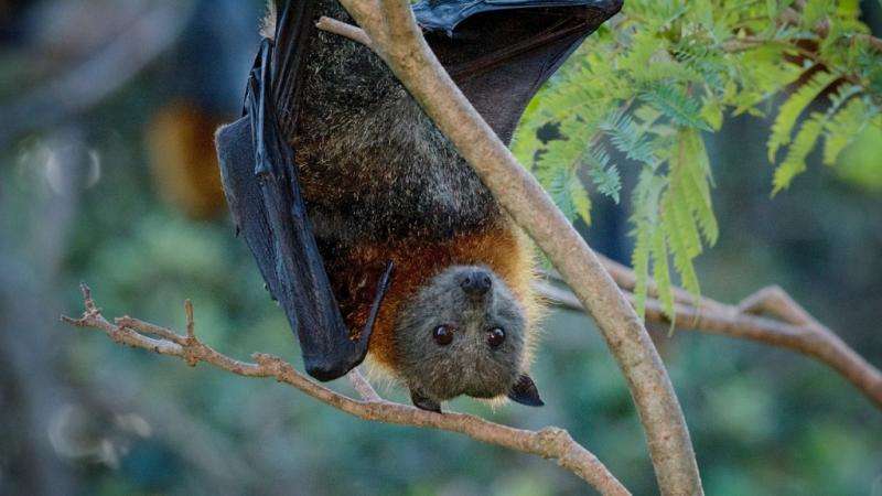 Parasite that gives people a real bellyache during summer also found in bats