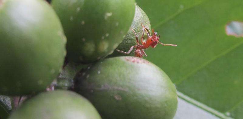 Parasitic flies, zombified ants, predator beetles – insect drama on Mexican coffee plantations