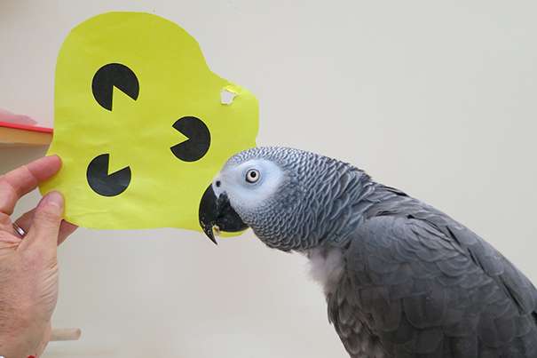 Parrots know shapes