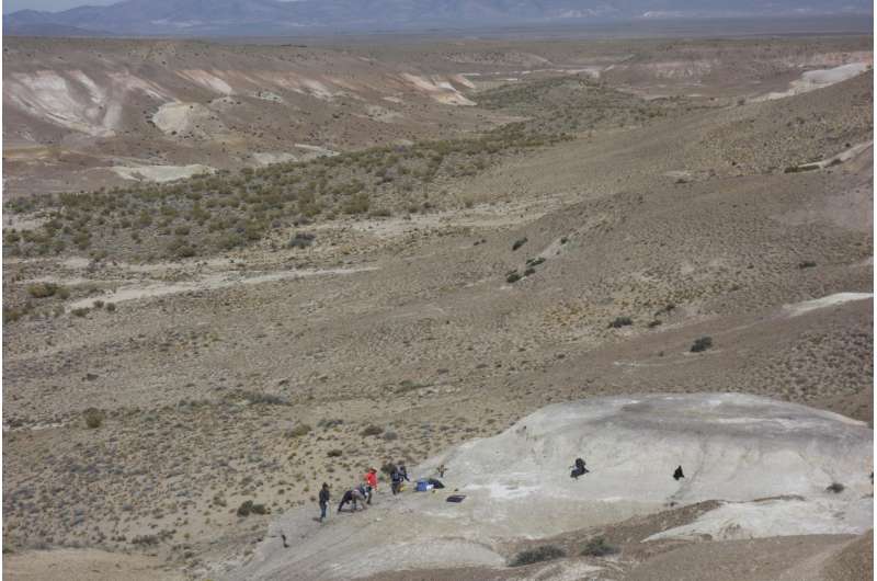 Patagonian fossil leaves reveal rapid recovery from dinosaur extinction event