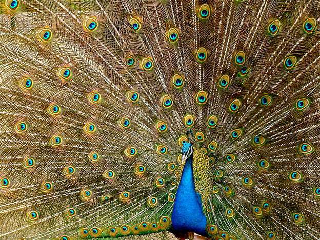 Peacocks might not shake those tail feathers for the reasons you think