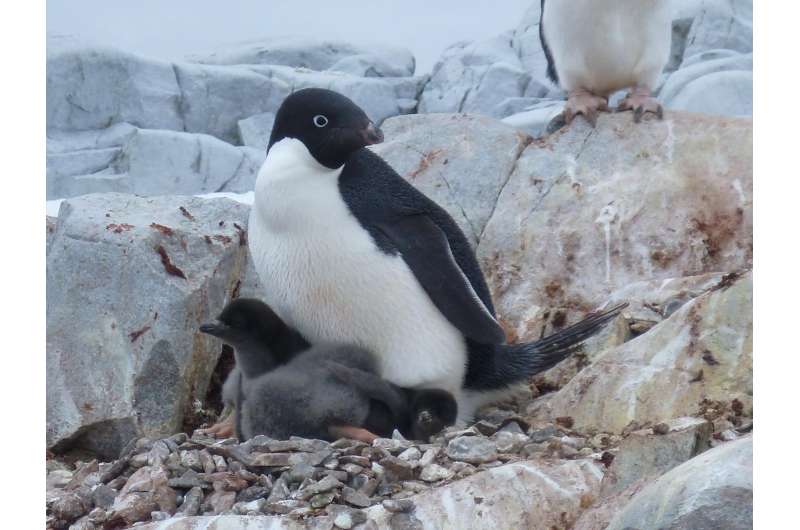 Penguin population could drop 60 percent by end of the century