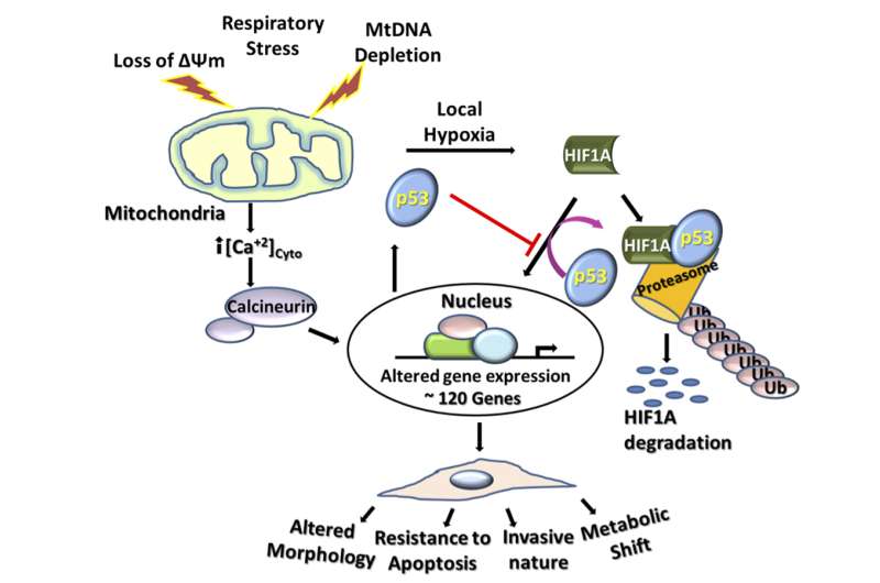 Penn team finds mitochondrial stress induces cancer-related metabolic shifts