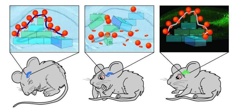 Penn team restores memory formation following sleep deprivation in mice