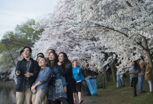 People use a &quot;selfie stick&quot; as they photograph themselves in front of cherry trees as they blossom