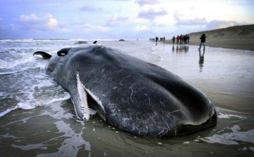 People walk near a beached sperm whale on the Dutch island of Texel on January 13, 2016
