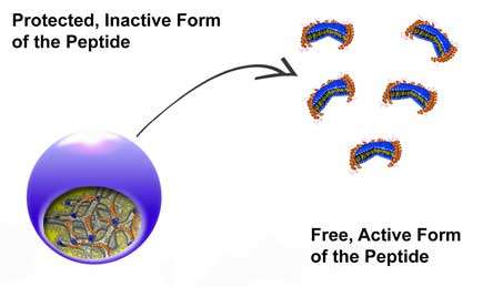Peptides vs. superbugs