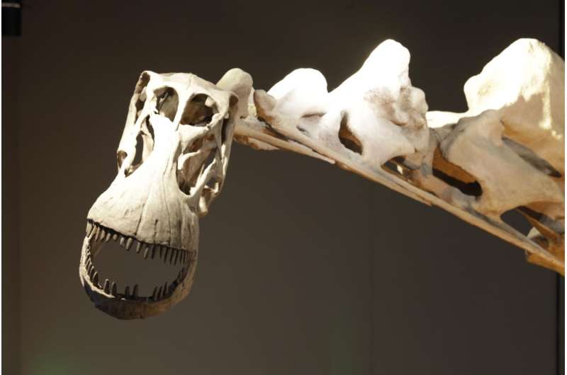 Perot Museum's research on massive vertebrae sheds new light on Alamosaurus sanjuanensis