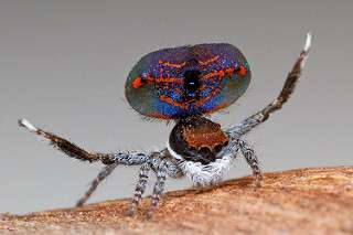 Perseverance pays off with peacock spiders