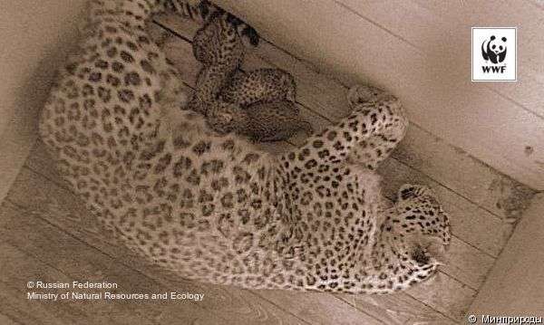 Persian leopard cubs born in Russian reintroduction centre