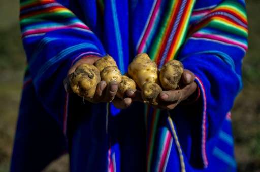 Peru is the country with the greatest diversity of potatoes in the world, with some 3,800 types, differing in size, shape, color